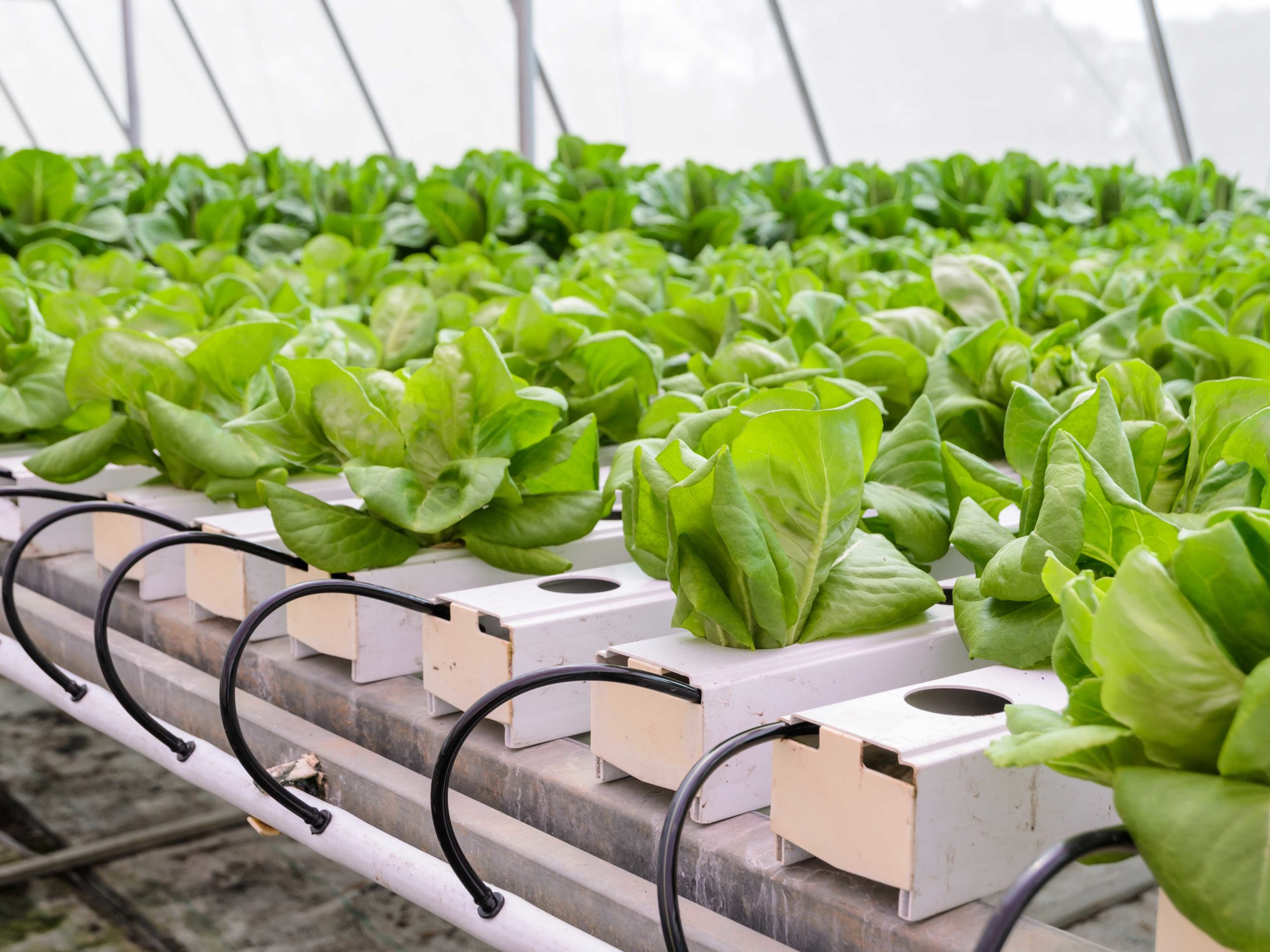 Hydroponics / Vertical Farming